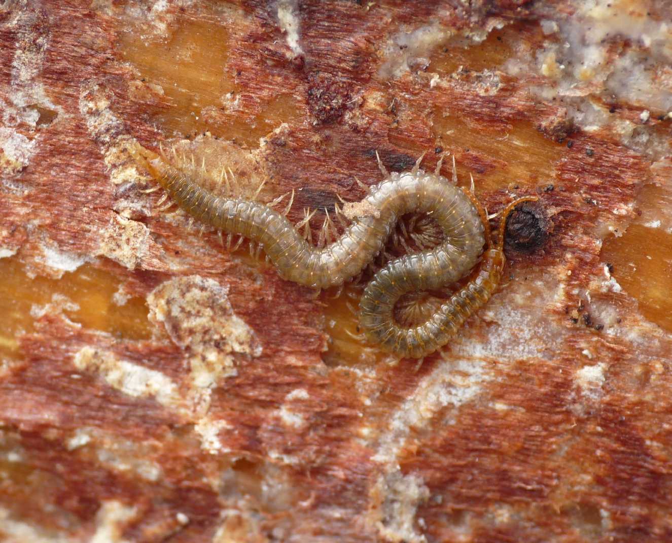 Geophiolus carpophagus  maschio e coppia